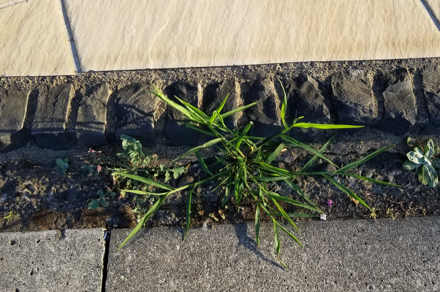 雑草のごとく | 株式会社マツドリフォーム